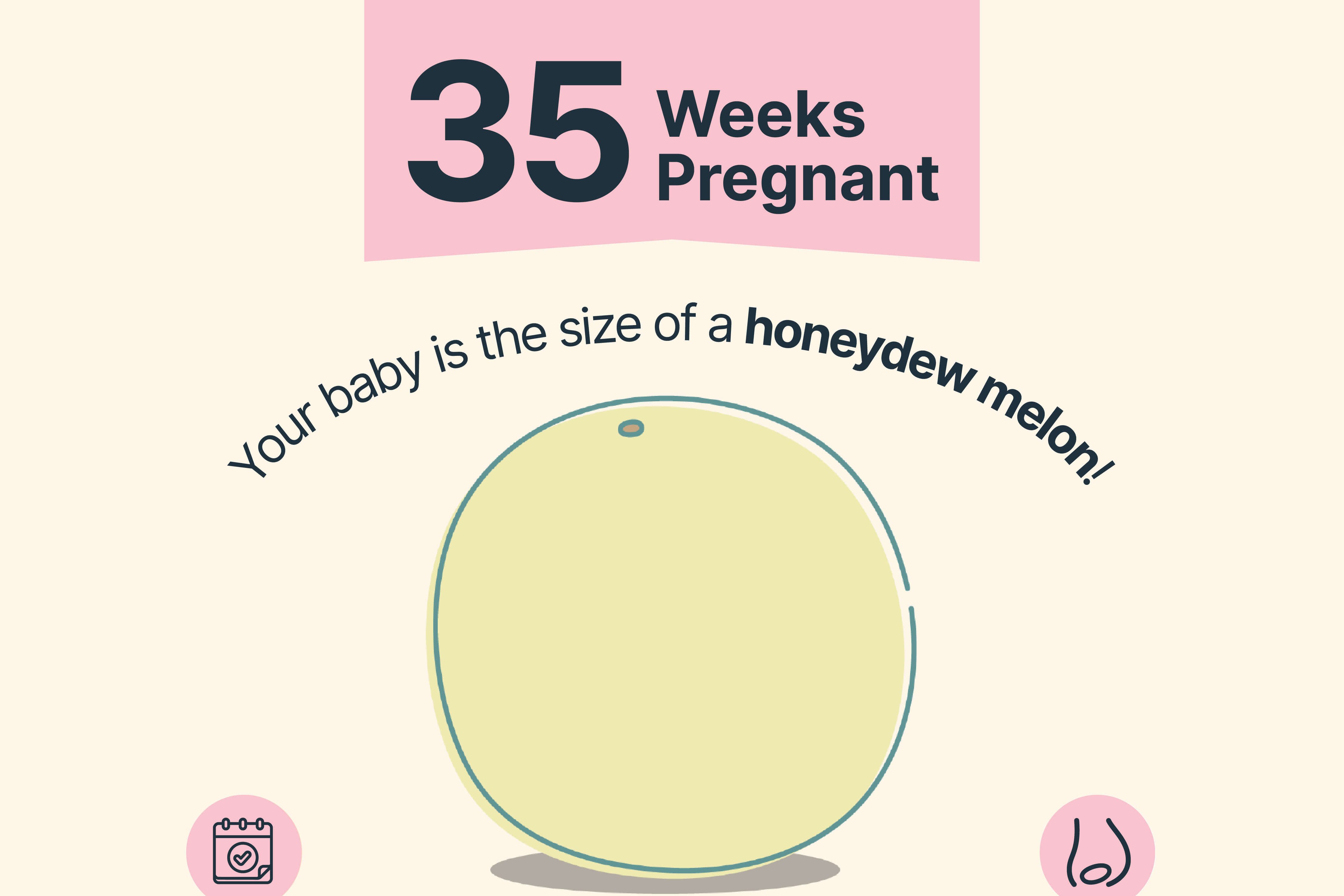 Weekly pregnancy visual example